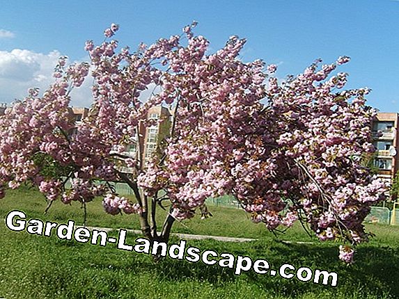 Madár-cseresznye ültetése - tippek a helyre, a talajra és az ültetésre