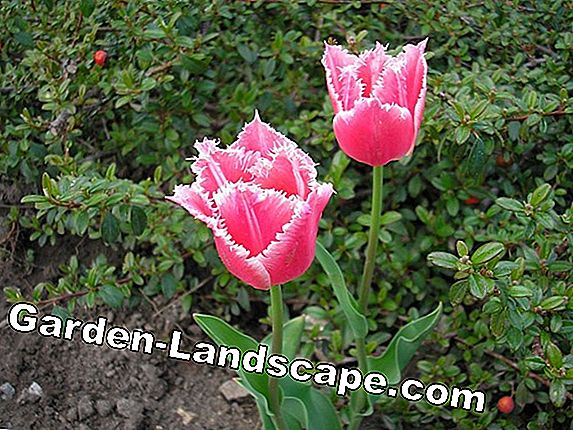 Vad tulipán, Tulipa sylvestris - gondozás és szaporítás