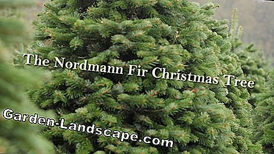 Nordmann 전나무, Abies nordmanniana-정원 관리 / 냄비