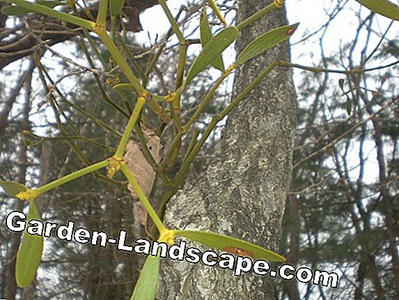 나무 친구, Philodendron selloum-간호 가이드