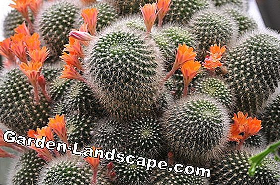 Kaktusi - sugas, kopšana un pavairošana