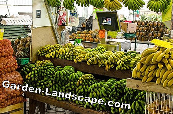 Banānu palmu kopšana - ziemošana, pārstādīšana, dzeltenas lapas
