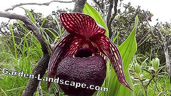 Cypripedium Orchids - izturīgu sieviešu apavu kopšana