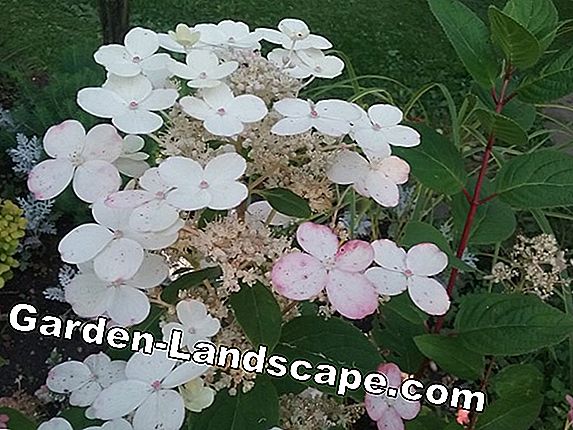 Hortenzijas kopšana: 5 padomi perfektam ziedam