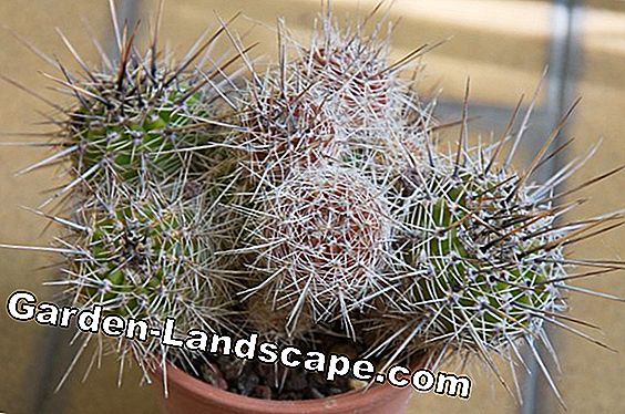 Hardy kaktusi - sugas, augi un kopšana
