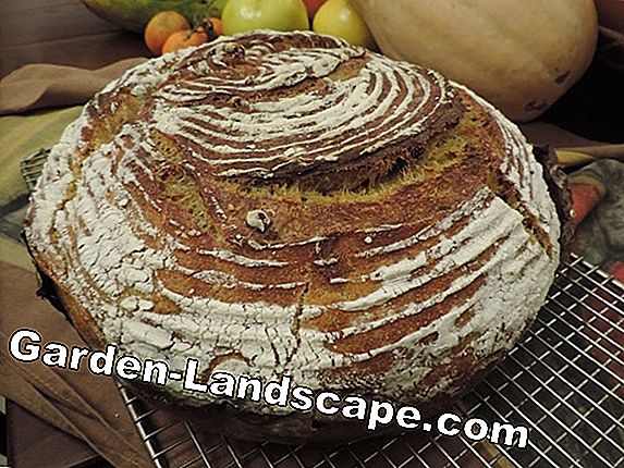 Vídeo: Fazendo pão de abóbora - instruções de receita e cozimento