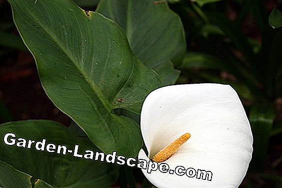 Plantas: Calla, Zantedeschia - Cuidados E Invernada Da Planta De Casa | 2022