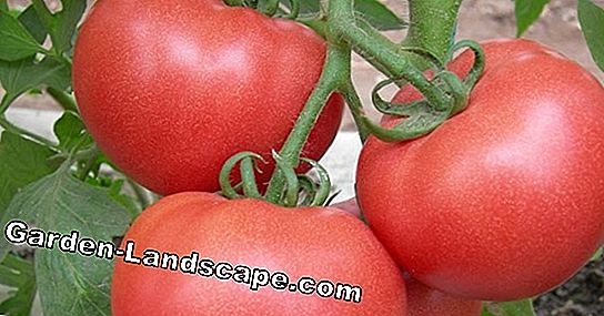 Novas variedades de tomate redescobertas