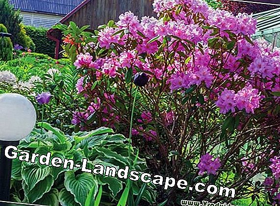 Rododendro - plantio e corte
