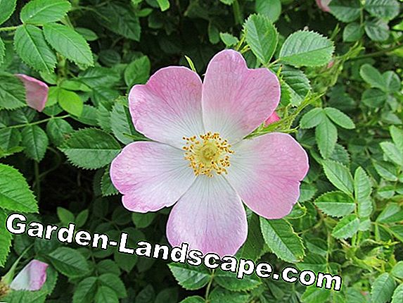 Rosa mosqueta da planta - localização, cuidados, colheita e secagem
