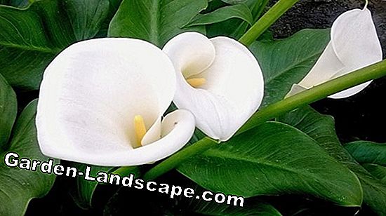 Plantas: Zantedeschia Rehmannii, Aethiopica - Cuidados Com Calla | 2023