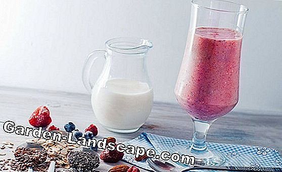 Zencefil Smoothie: sağlıklı susuzluk söndürücü için 3 lezzetli yemek tarifleri