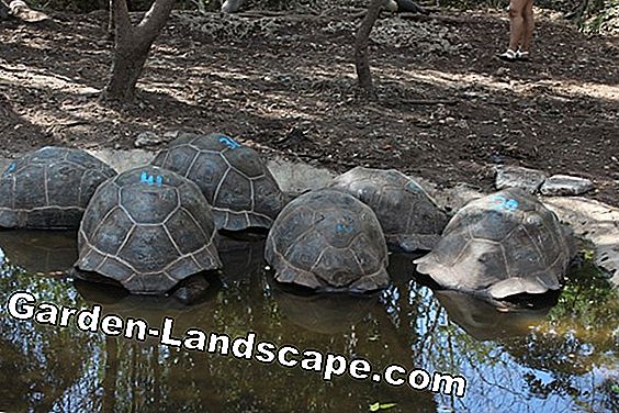 Kaplumbağaları bahçede tutun - Önemli ön değerlendirme ve türlere uygun davranış için talimatlar