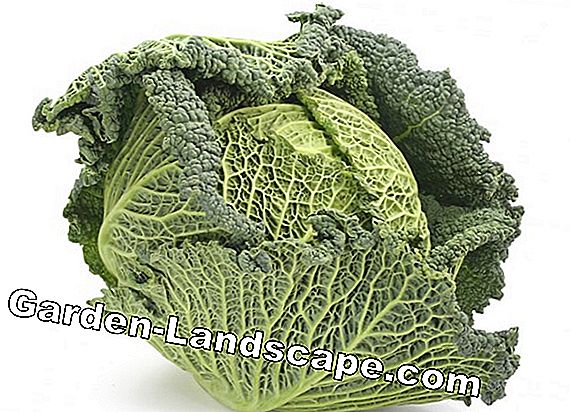 Brokoli: Lahana, lahana fıtığı ve tüylü küfü tespit etmek ve mücadele etmek için