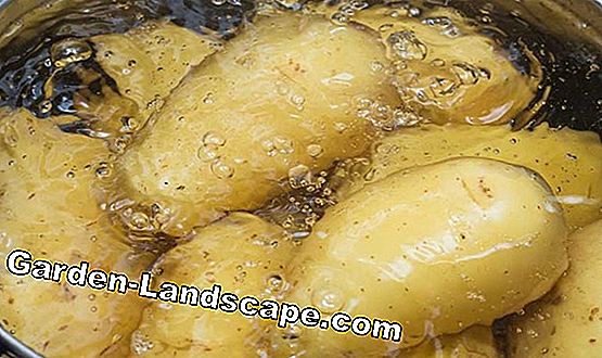 Patatesleri hasat edin ve saklayın - buzdolabında, dairede ve bodrumda