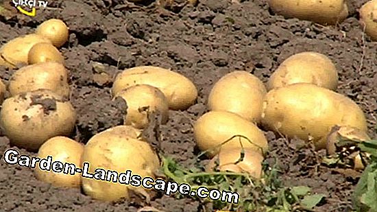 Patates hasat - zamanlama, depolama ve kullanım hakkında ipuçları
