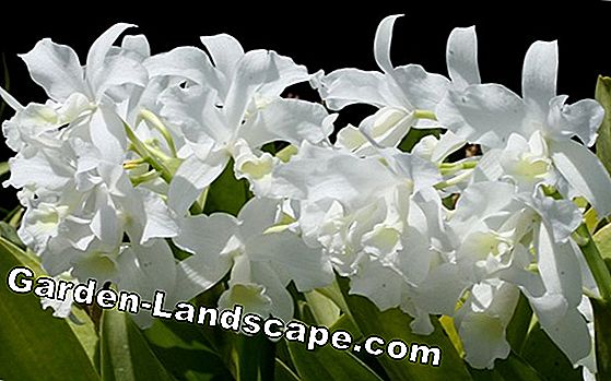 Cymbidium orkideler - bakım ve raporlama, türler