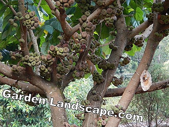 Bark Fig - Ficus Benjamina'nın Bakımı