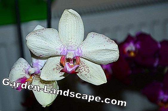 Orkide - bakım talimatları, bitkiler ve gübreler