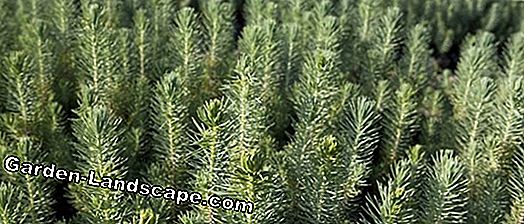 Çam ağacı, Pinus pinea - Çamın bakımı