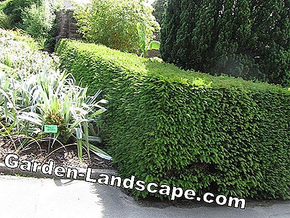 Evergreen çitleri - en iyi 16 sert çit bitkileri